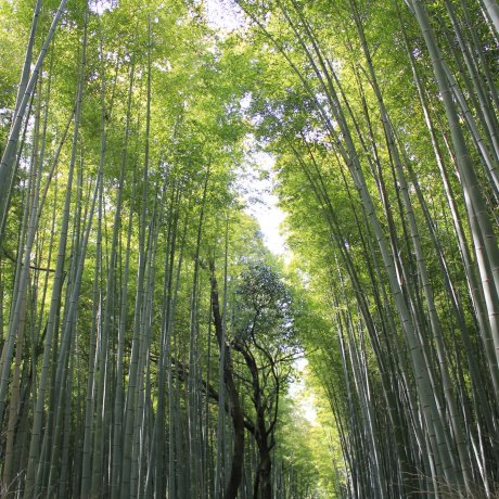 岚山的竹林 岚山的竹林
