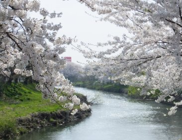 Taihei River Sakura Festival